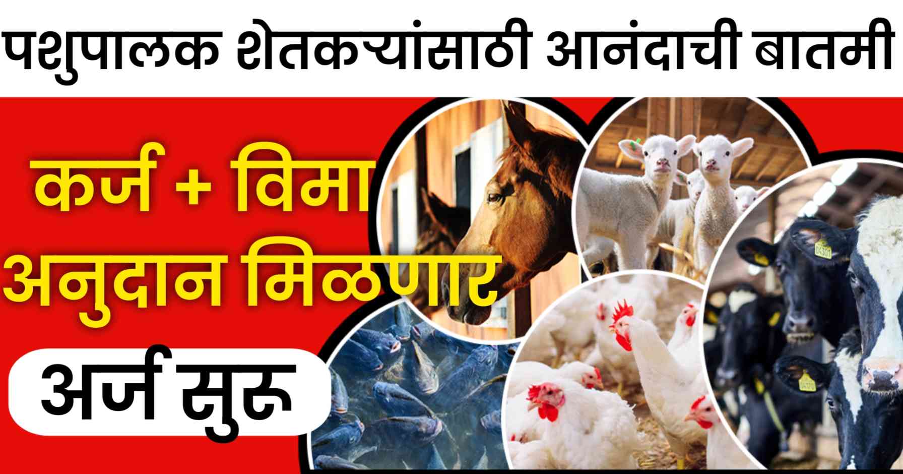 "कर्ज + विमा + अनुदान मिळणार