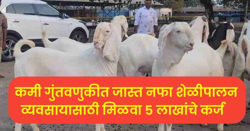 कमी गुंतवणुकीत जास्त नफा, शेळीपालन व्यवसायासाठी मिळवा 5 लाखांचे कर्ज Sheli Palan Yojana Maharashtra 1 Sheli Palan Yojana Maharashtra