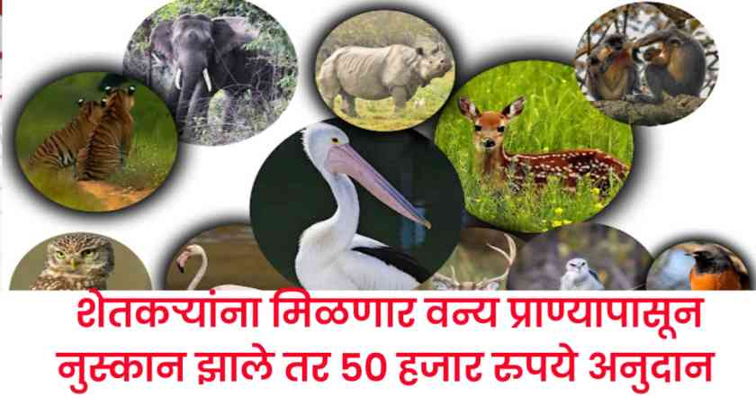 वन्य प्राणी नुकसान भरपाई | vanya prani nuksan bharpai 1 शेतकरी नुकसान भरपाई महाराष्ट्र